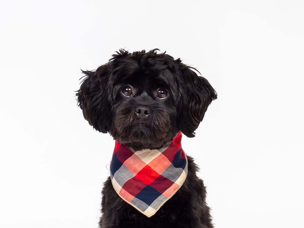 cute black dog wearing neck tie taken by pet photographer in Braintree